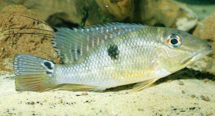 american cichlids no2